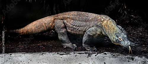 Komodo dragon. Latin name - Varanus komodoensis 