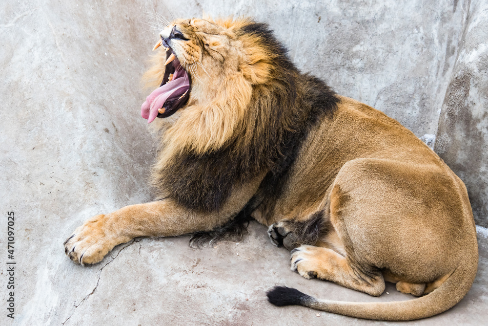 Obraz premium Asian lion on the rock