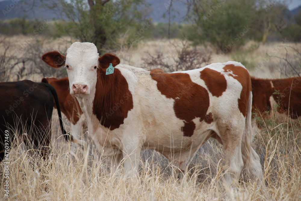 Vaca blanca con manchas marrones pastando en la pradera del desierto de Sonora México