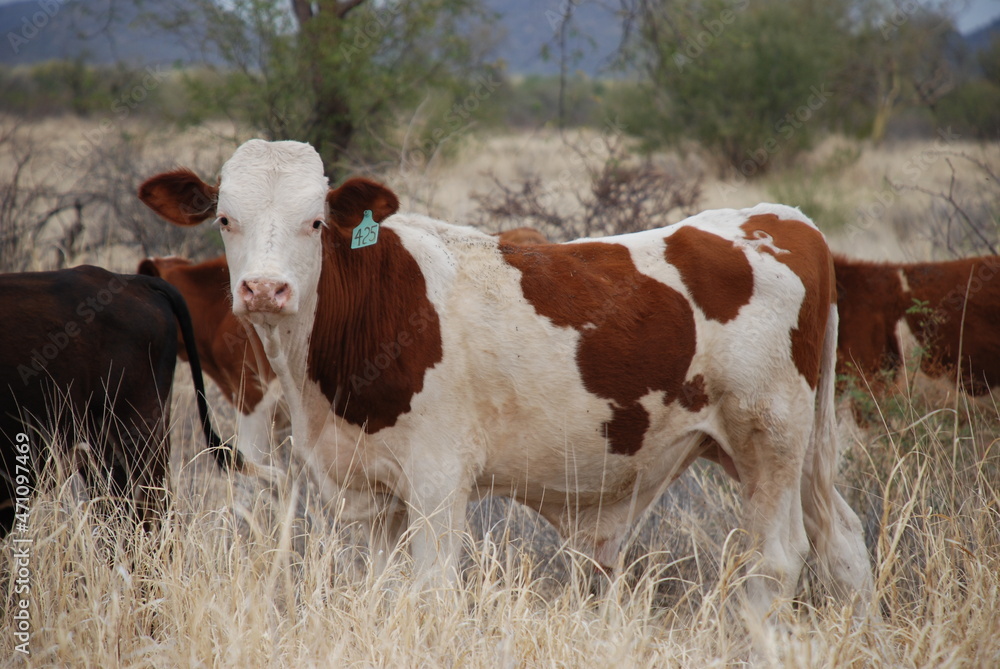 Vaca blanca con manchas marrones pastando en la pradera del desierto de Sonora México Vaca blanca con manchas marrones pastando en la pradera del desierto de Sonora México
