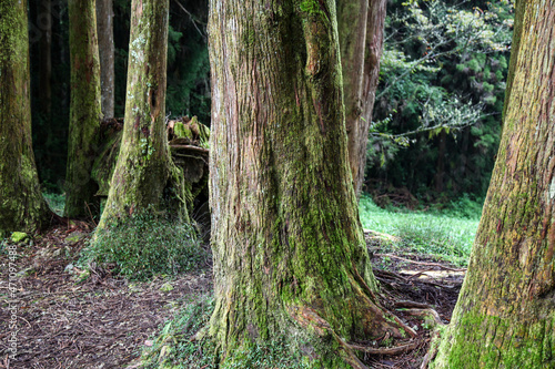 Old Big tree at Alishan national park area in Taiwan.