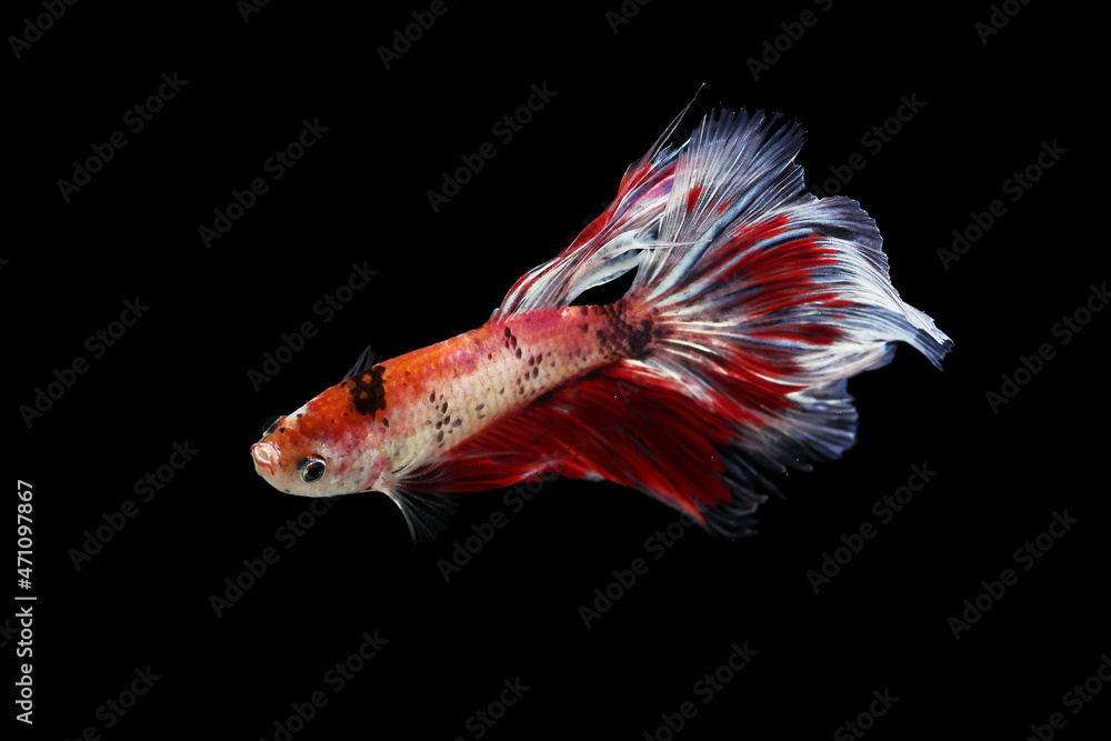 Fototapeta premium betta fish on black background