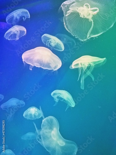 Медузы/Jellyfish