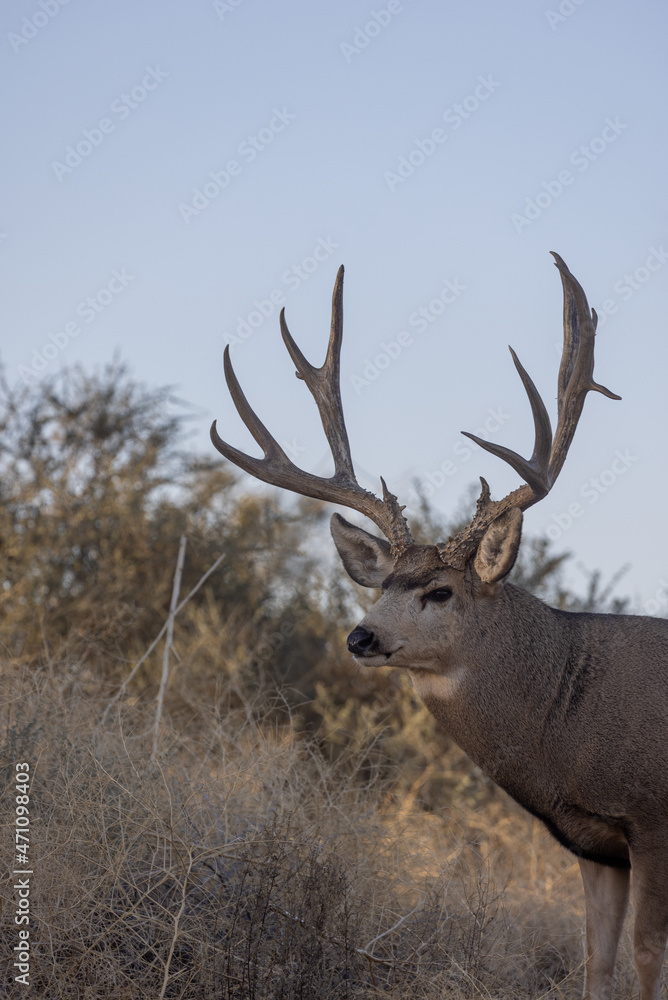 Mule Deer Buck in Autumn in Colorado Mule Deer Buck in Autumn in Colorado