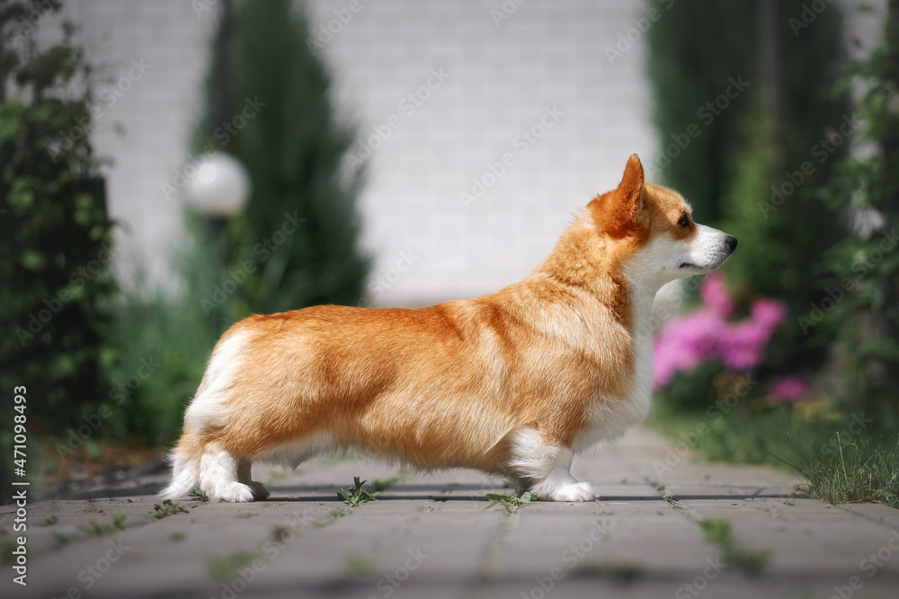 Welsh corgi pembroke in green summer garden