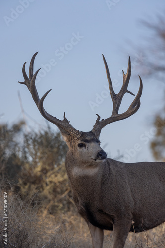 Mule Deer Buck in Autumn in Colorado © natureguy