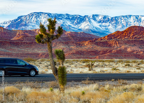Joshua tree