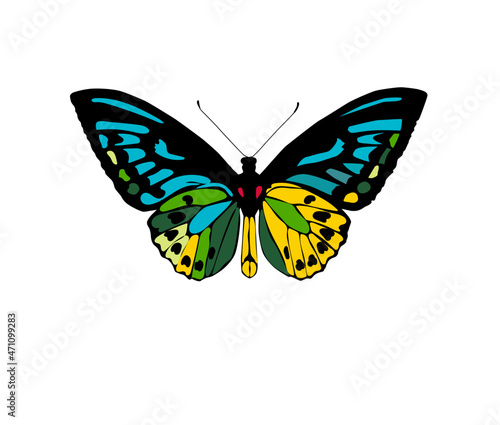 butterfly isolated on white vector illustration  © Dinara
