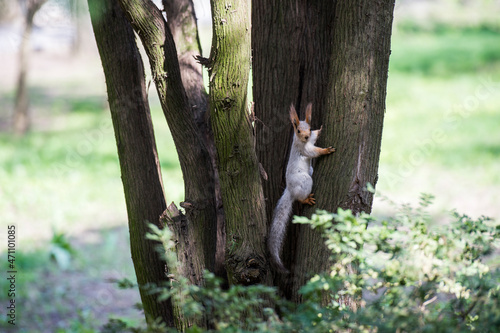 squirrel on a tree © mariogreen