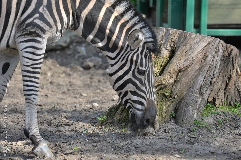 Fototapeta premium zebra in the pen
