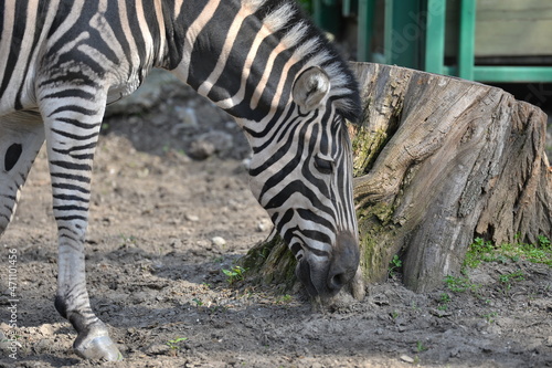 zebra in the pen