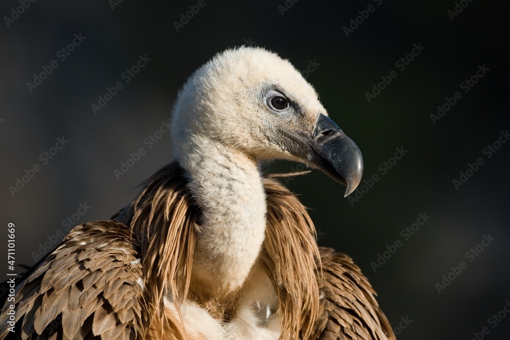 Griffon vulture with long neck in nature Griffon vulture with long neck in nature