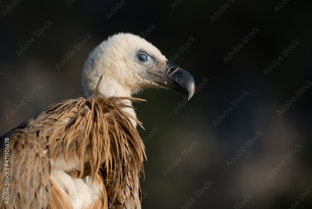 Griffon vulture with long neck in nature Griffon vulture with long neck in nature