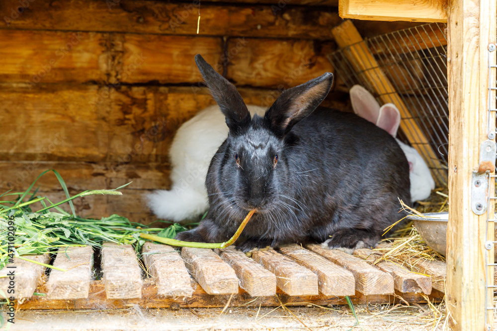 Black rabbit hutch deals