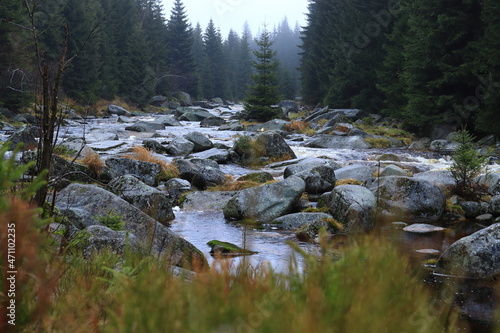 mountain stream in the forest in dry weather