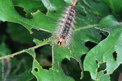 Quadro su tela The gypsy moth (Lymantria dispar) caterpillar feeding on oak leaves; the gypsy moth is one of the most destructive pests of hardwood trees, and its larvae can feed on over 500 species of plants