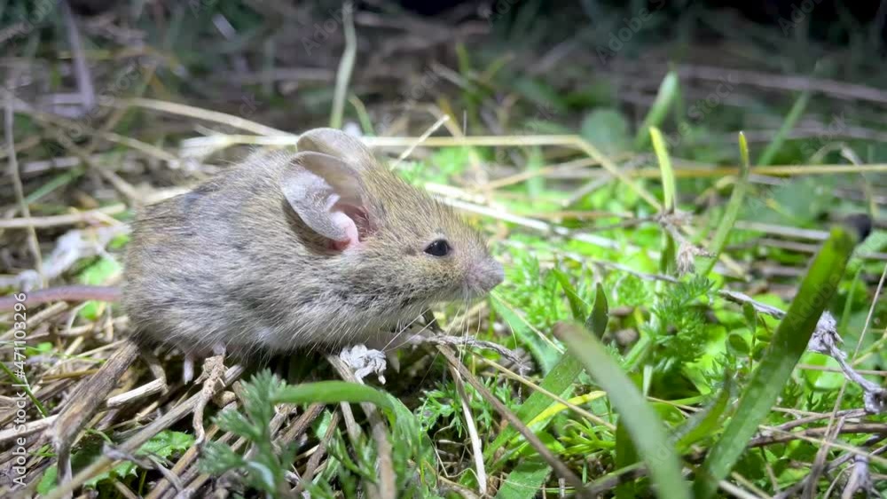 Small and beautiful immobile field mouse, illuminated in its natural habitat at night, 4k resolution. Small and beautiful immobile field mouse, illuminated in its natural habitat at night, 4k resolution.