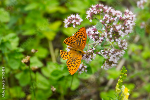 Silver-washed Fritillary butterfly (Argynnis paphia) with open wings sitting on white flower in Zurich, Switzerland © Janine