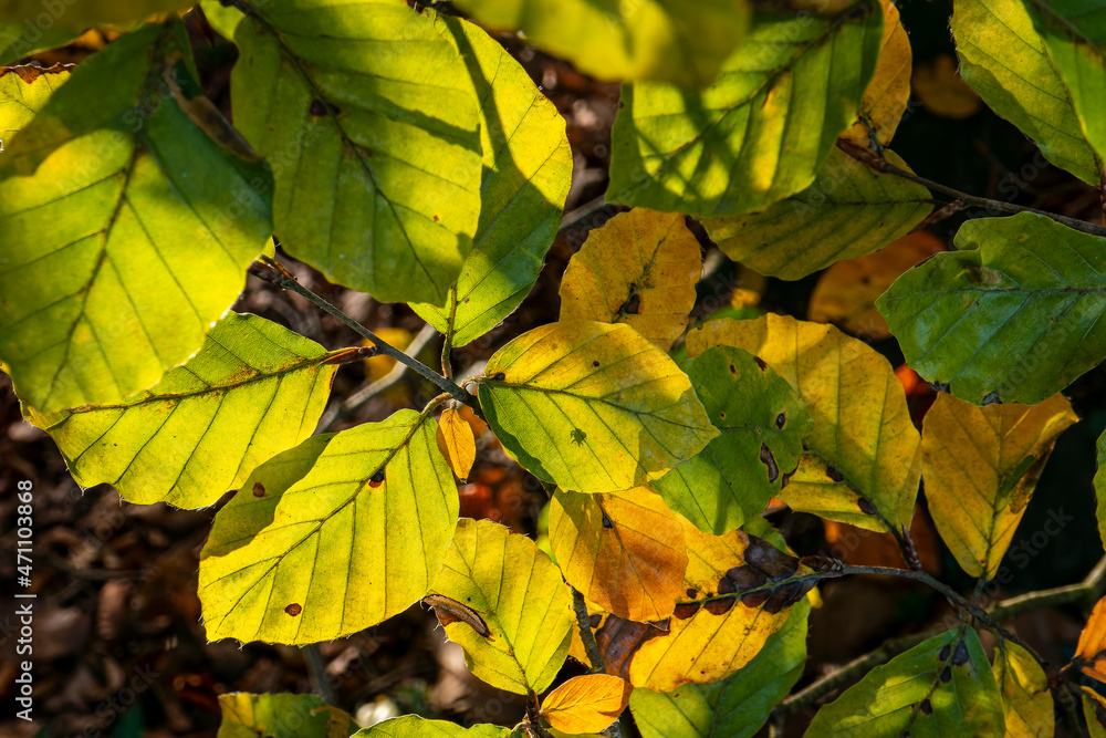 Obraz premium feuillage d'automne en jaune et vert