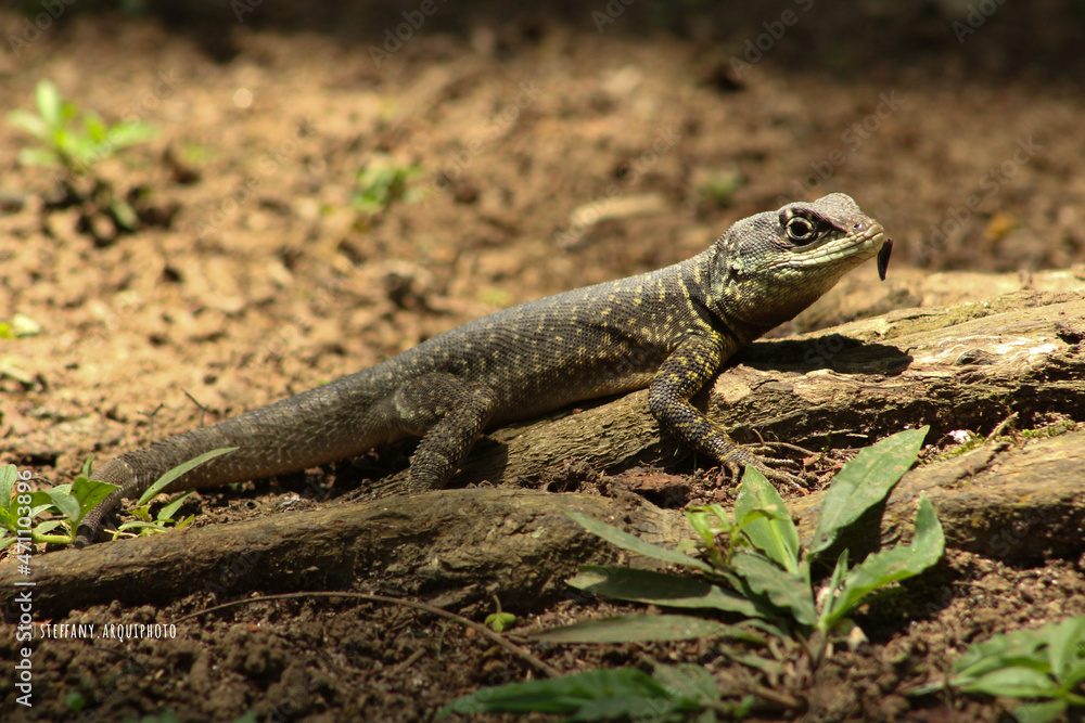 Fototapeta premium Lagarto