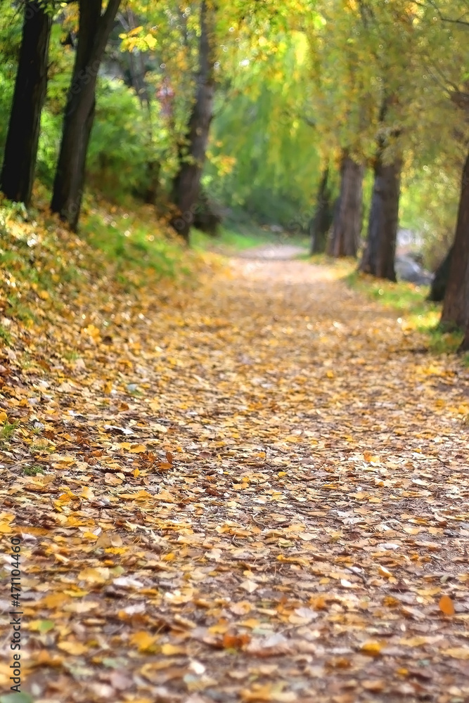 Fallen autumn leaves in the forest. Selective focus. Fallen autumn leaves in the forest. Selective focus.