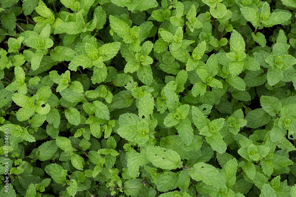 Green Creeping Charlie (Pilea nummulariifolia) leaf plant Green Creeping Charlie (Pilea nummulariifolia) leaf plant