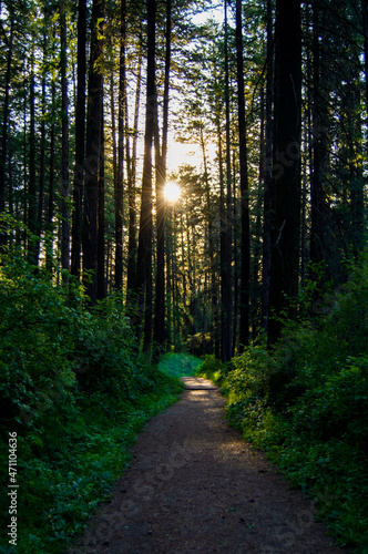 Light and Forest