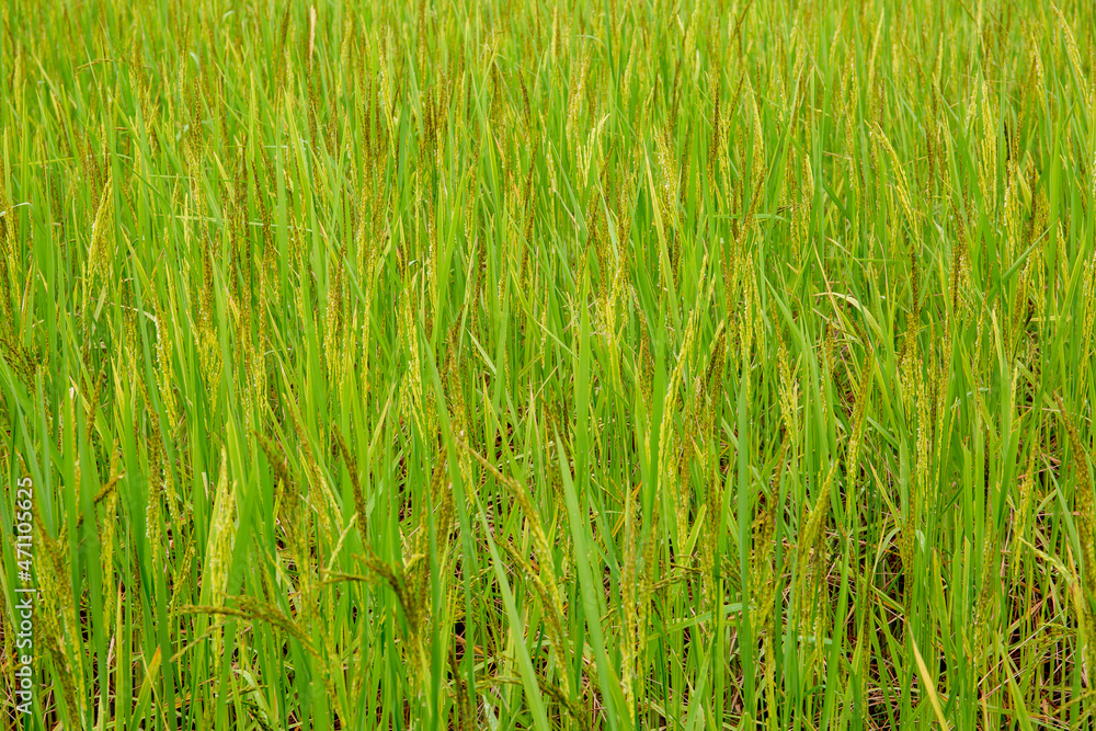 Obraz premium green rice,Rice crop in the sunshine 