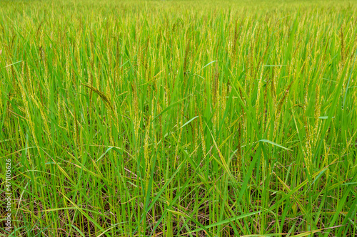 green rice,Rice crop in the sunshine 
