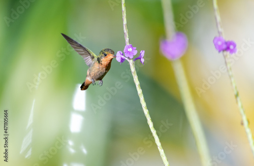 Second smallest bird in the world, the Tufted Coquette, Lophornis ornatus, feeding on a purple Vervain flower in bright sunlight.