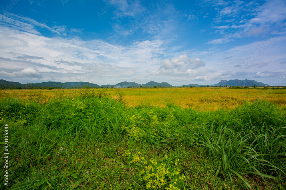 Fototapeta premium Rice field and sky background in the evening at sunset time with sun rays