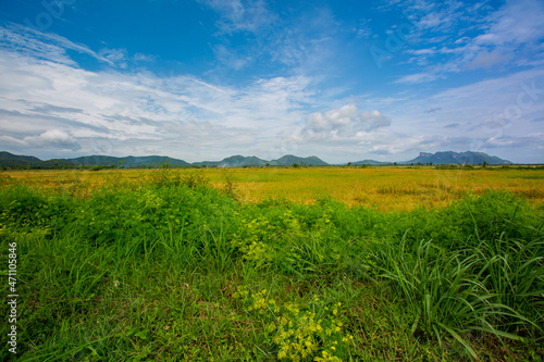 Rice field and sky background in the evening at sunset time with sun rays