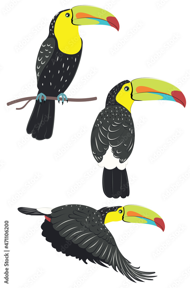 Fototapeta premium Keel billed toucan