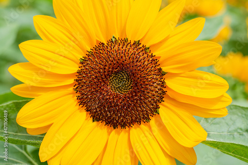 Sunflowers on blurred sunny background 