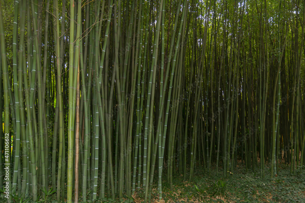 bamboo forest in the south of france bamboo forest in the south of france
