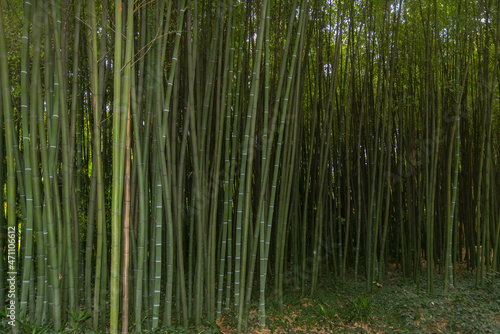 bamboo forest in the south of france