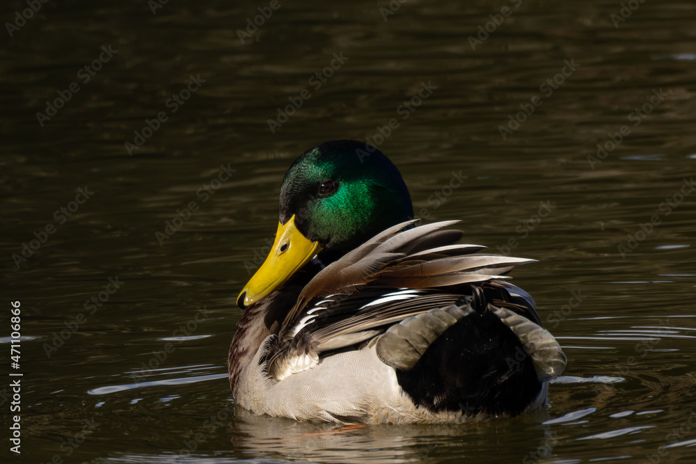 Obraz premium マガモの後ろ姿