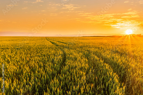 Scenic view at beautiful summer sunset in a wheaten shiny field with golden wheat and sun rays  deep blue cloudy sky and road  rows leading far away  valley landscape