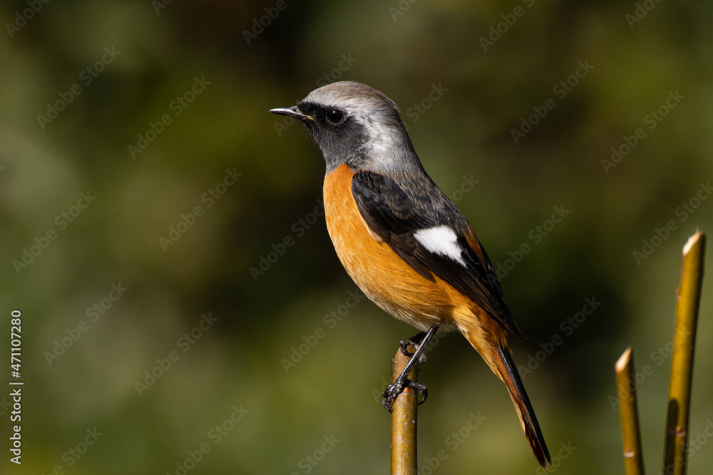 Fototapeta premium 選定された枝の頂点に立つジョウビタキの雄