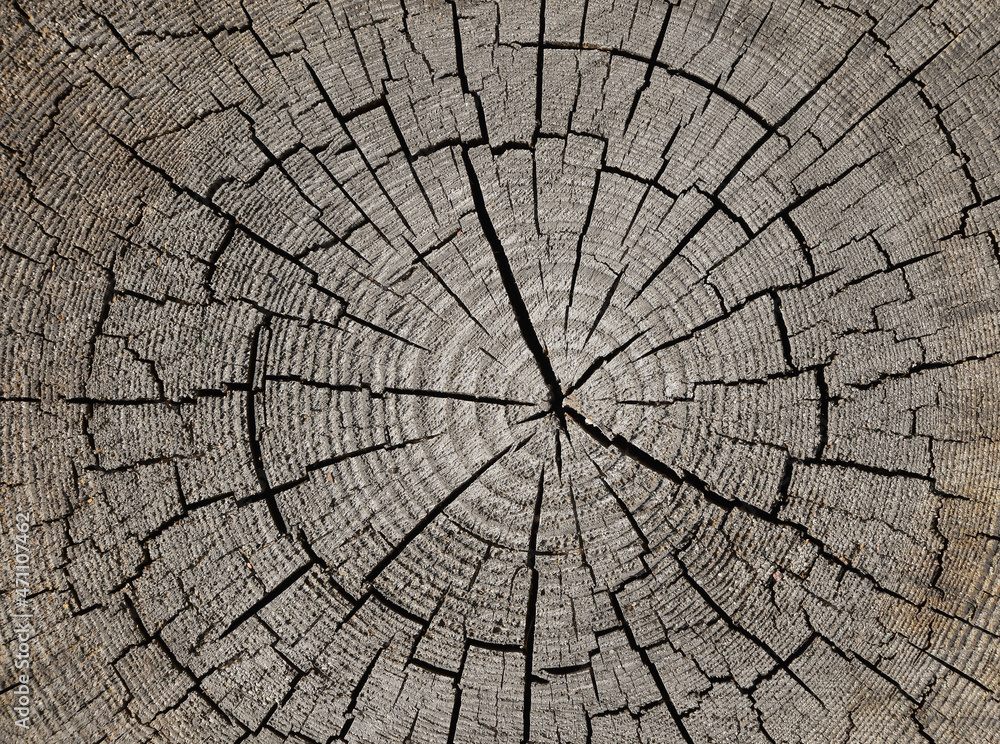 Background of old tree trunk cross section