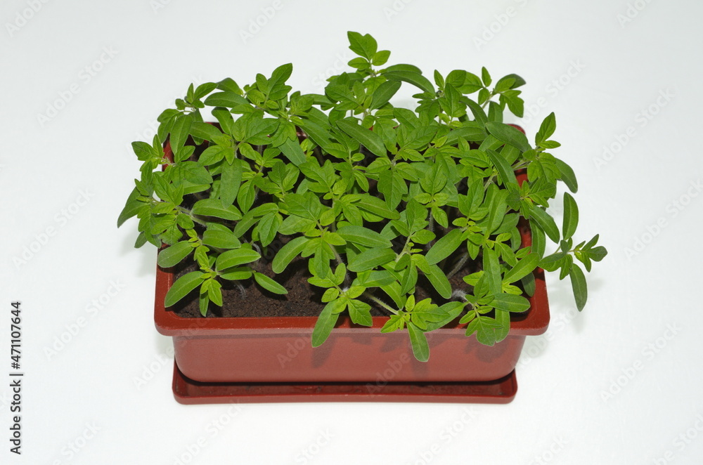 Naklejka premium Tomato seedlings in a plastic container