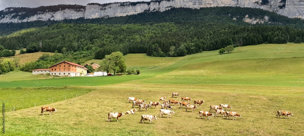 Cows grazing on the pastures in France