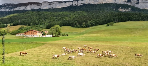 Cows grazing on the pastures in France