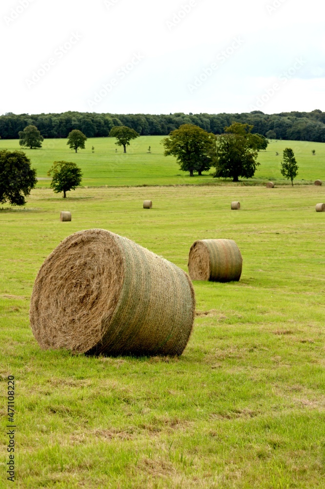 Bale of hay in during summer