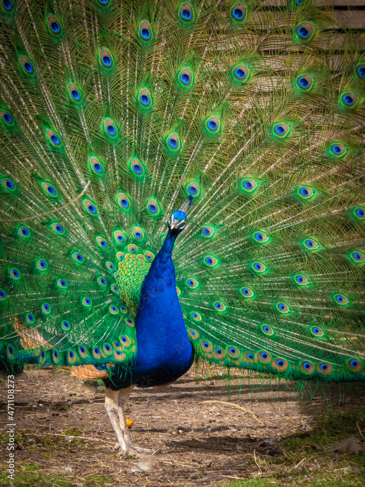 Obraz premium pavo real