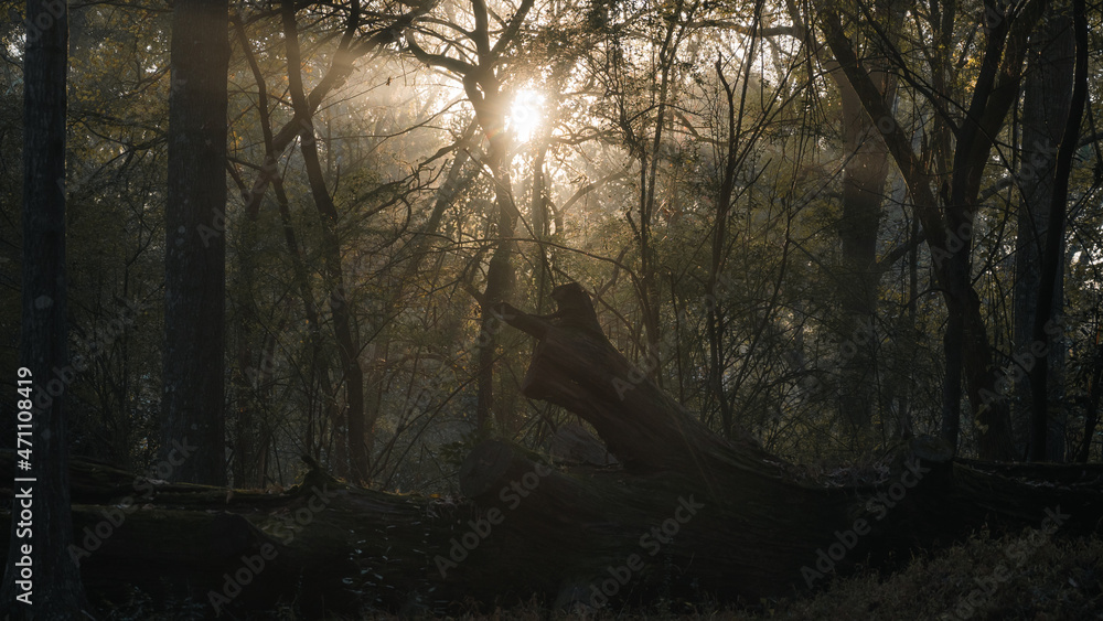 Fototapeta premium morning in the woods