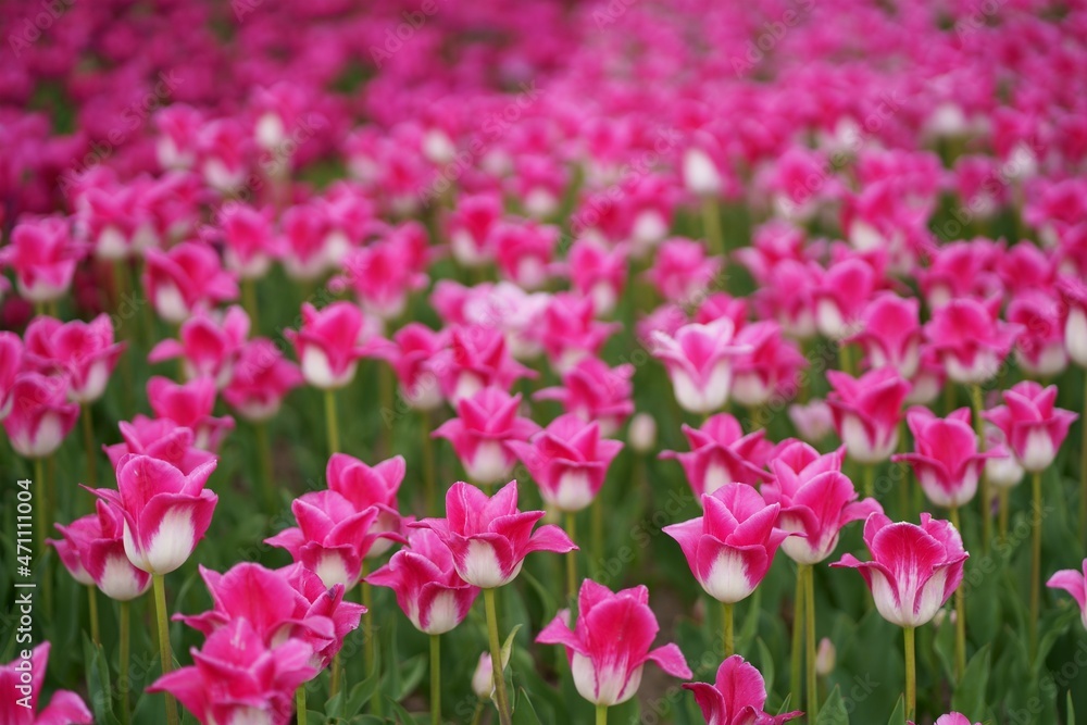 Tulip field. Beautiful tulip among tulips. Pink tulips with white stripe close-up. Growing flowers in spring.