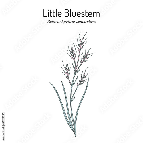 Little bluestem Schizachyrium scoparium , state grass of of Nebraska and Kansas photo