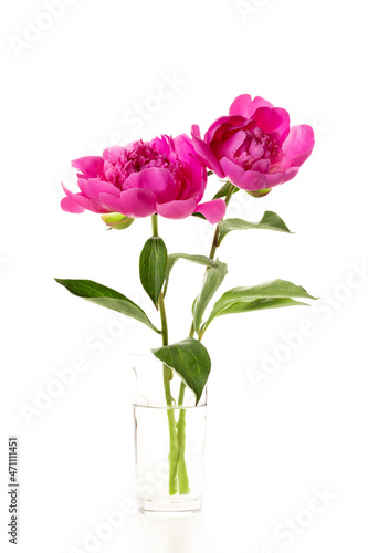 Two pink peonies in a glass vase isolated on white background. Floral card design