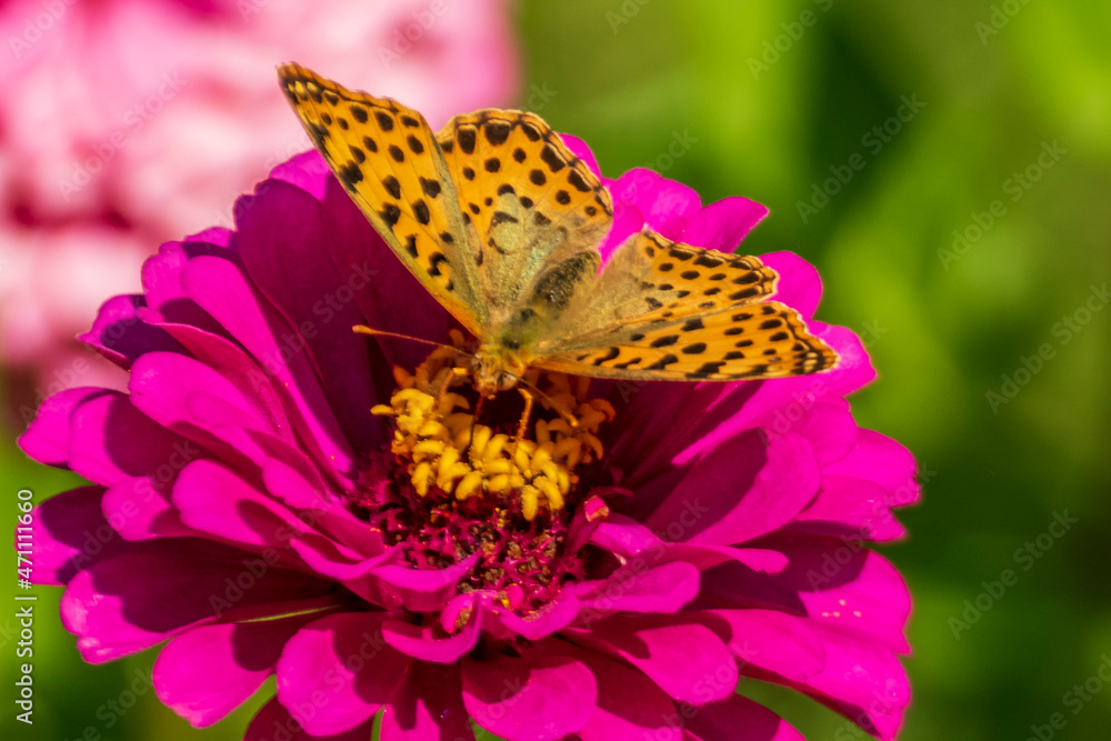 Obraz premium Mother of pearl butterfly on a flower.